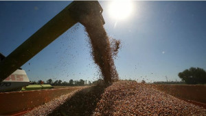 ХОРОШИЕ НОВОСТИ: В Красноярском крае из зерна будут производить биопластик