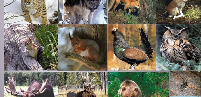 РФ оказалась среди лидеров по сбережению диких животных на своей территории