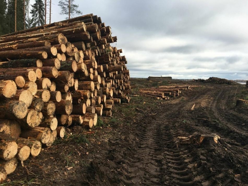 Варварская вырубка сибирских лесов продолжается нанося стране ущерб в млрд рублей
