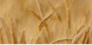 Хуситы купят пшеницу за рубли