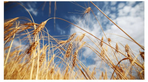 Запад хочет довести Украину до голодомора, вывозя всю пшеницу, натуральную продукцию страны