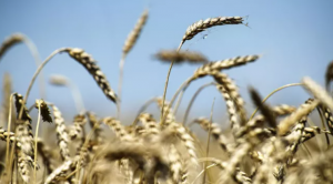 Египет расторг контракты на покупку пшеницы с Украины, сообщили СМИ